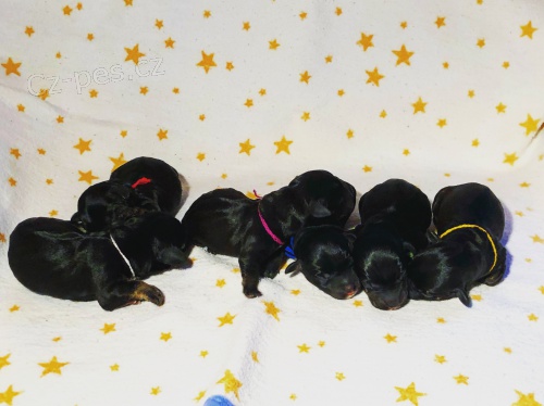 �t���tka �esk�ho teri�ra