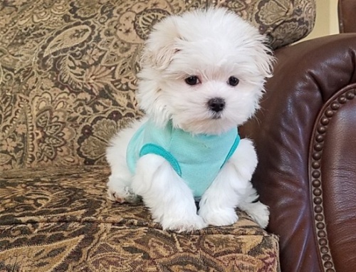 Voln� malt�zsk� �t��ata s PP a o�kovan�