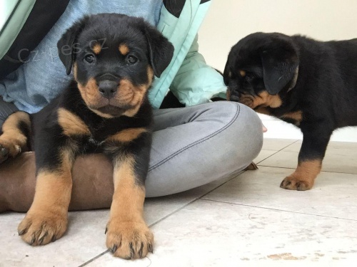 Rottweiler �t��ata na prodej s rodokmenem