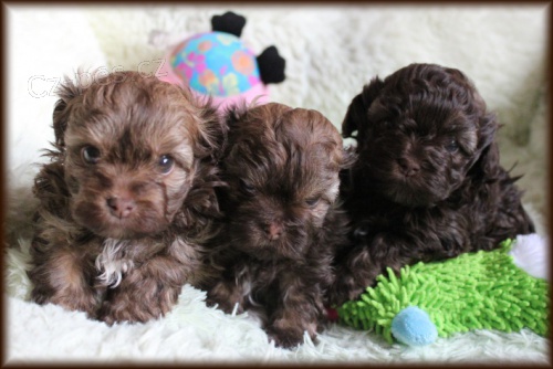 Rusk� barevn� bolonka - �t���tka