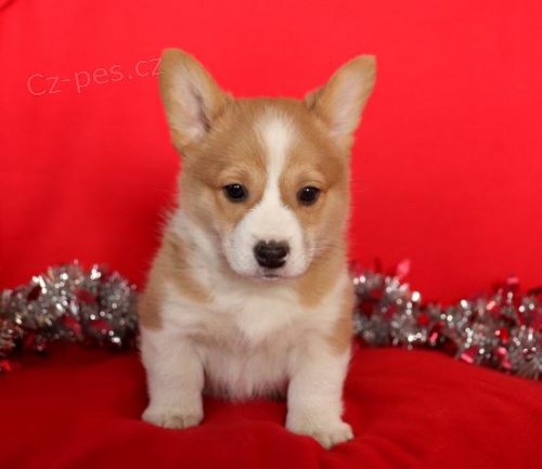 �t��ata p��telsk� vel�tiny Corgi (Pembroke)