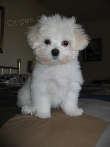 Zdrav� malt�zsk� �t�n� pro p�ije