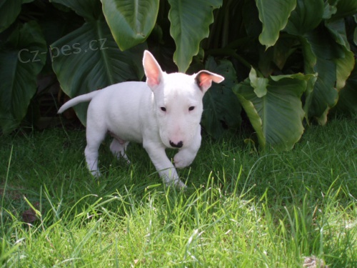 Mini Bulteri�ra Stenata  pro prodej