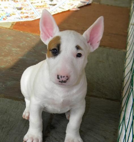 Prod�m Mini Bulteri�ra Stenata