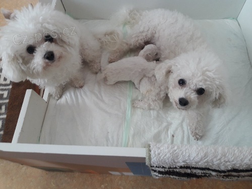 Bi�onek �t��ata