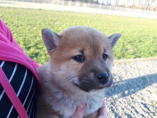 Shiba-Inu �t�n�