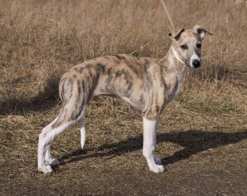 �t�n� Whippeta