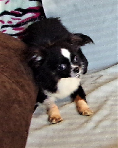 �ivava s PP - pejsek