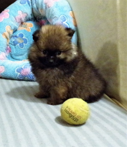 N�meck� �pic s PP