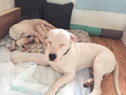 Argentinsk� doga �t��ata