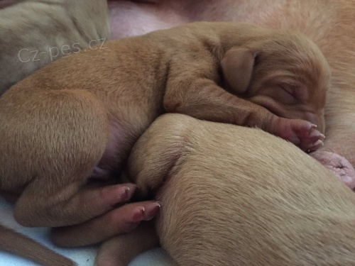 Madarsk� oha� - �t�n�tka 