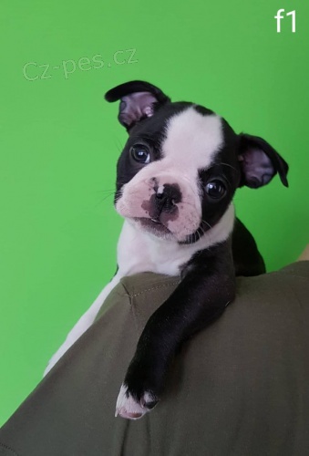 Bostonsk� teri�r s pp