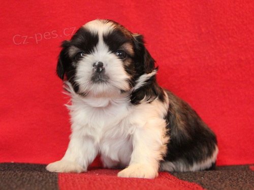 Shih-tzu, �i-tzu �t���tka s PP