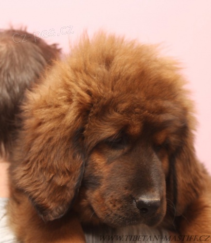 Tibetsk� doga s PP