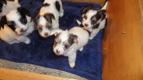 York��rsk� terrier s pp