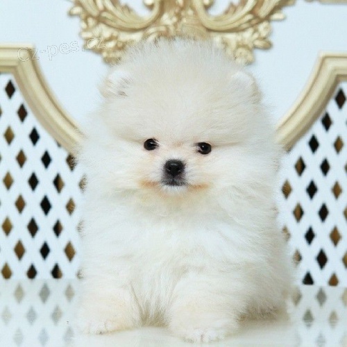 Roztomil� POMERANIAN �tenata Pro Prijet� Zdarma