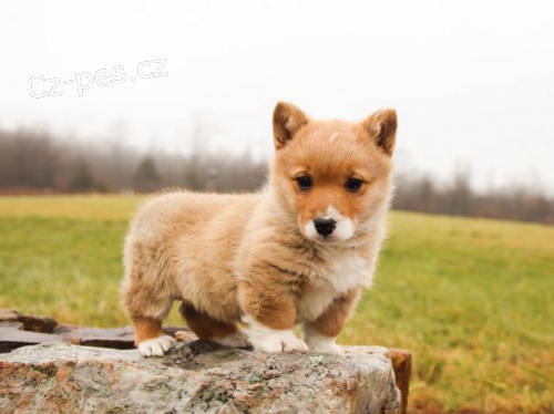 Pembroke Welsh Corgi �t�n�