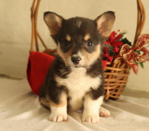 Rozko�n� vel�tina Corgi (Pembroke) �t��ata