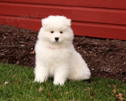 Kr�sn� samojedsk� �t���tka