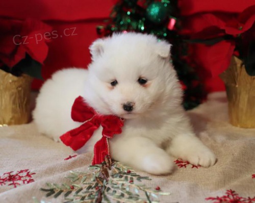 P��telsk� samojedsk� �t���tka