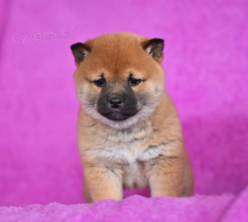 Atraktivn� Shiba Inu �t��ata