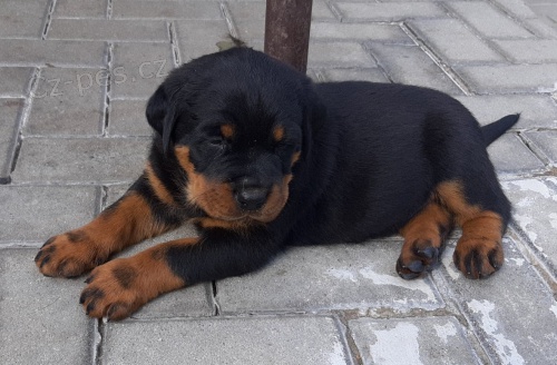 Rotvajler �t��ata s PP.