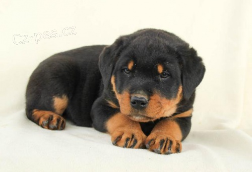 Sladk� �t��ata Rotvajler�