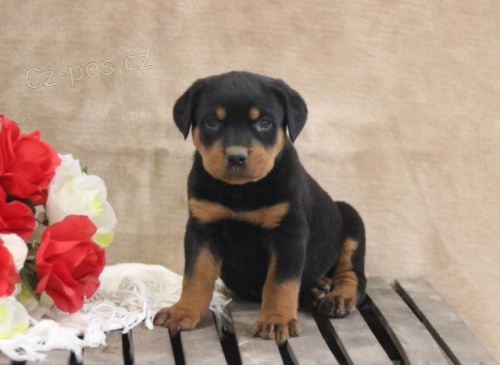 Okouzluj�c� Rotvajler �t��ata