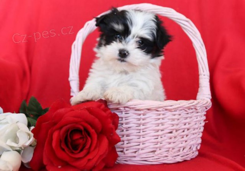 Miluj�c� maltsk� �t���tka