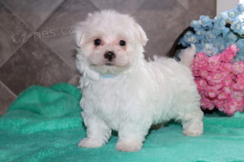 Miluj�c� maltsk� �t���tka