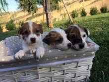 dva �t��ata Jack Russell a samice