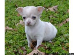 dv� dob�e vycvi�en� �t���tka �ivavy