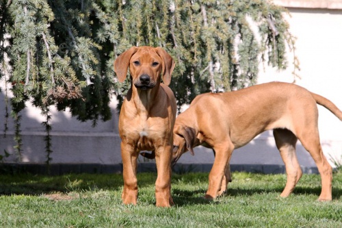 Rhod. Ridgeback �teniatka s PP