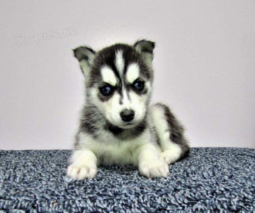 Sibi�sk� husky pro svobodn� p�ijet�