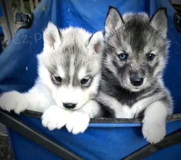 �t�n� - Sibi�sk� Husky