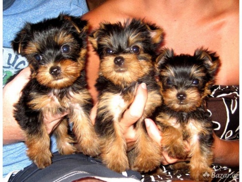 Jork��rsk� terier bez PP