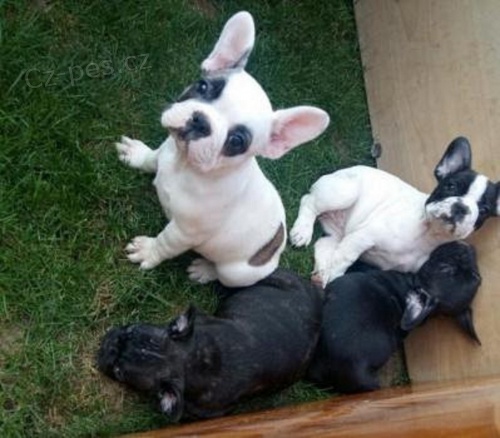 Francouzsk� buldo�ek na prodej bez PP