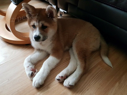 �t��ata Akita Inu 12 t�dn�