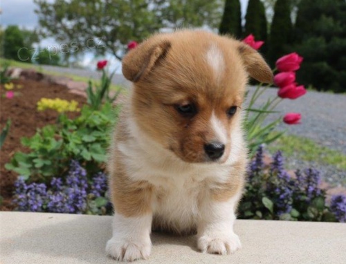Pembroke welsh corgi �t���tka p�ipravena k prodeji
