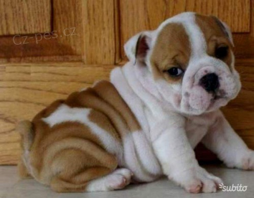 Anglick� buldok �t��ata k dispozici