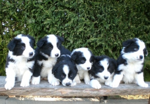 rozko�n� border kolie �t���tka k dispozici pro nov� domovy