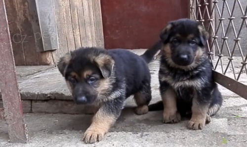 Nemeck� ovc�k �tenata na prodej.