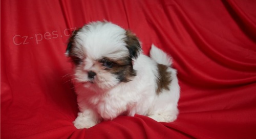 �ten�tka SHIH-TZU s PP
