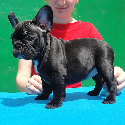 Francouzsk� buldocek