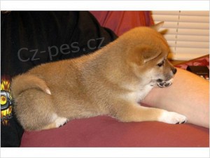 Prod�m �tenata SHIBA INU s PP.