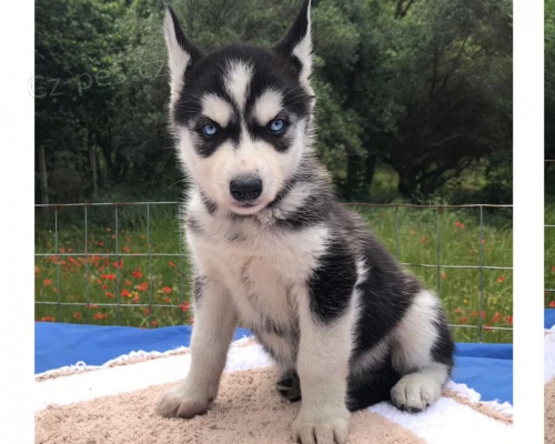 Pln� �ern� a b�l� �t��ata sibi�sk� husky