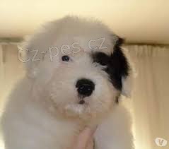 �t��ata s PP FCI Border kolie