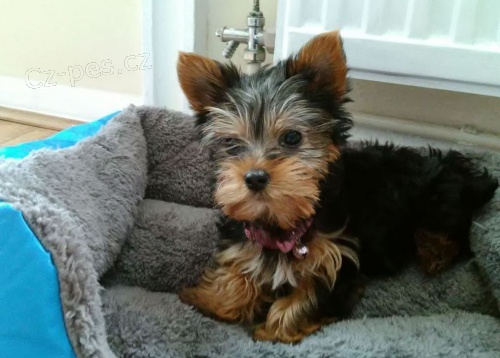 �ajov� ��lek Yorkshire teri�r �t��ata