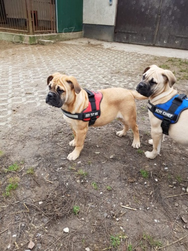 Mu�sk� a �ensk� bullmastify