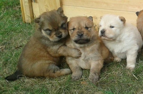 kr�sn� �t���tka �au �au k dispozici